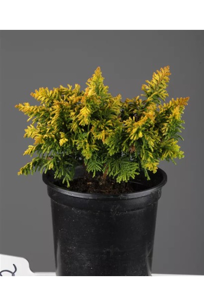 Кипарисовик тупий Тетрагона Ауреа в контейнері.  